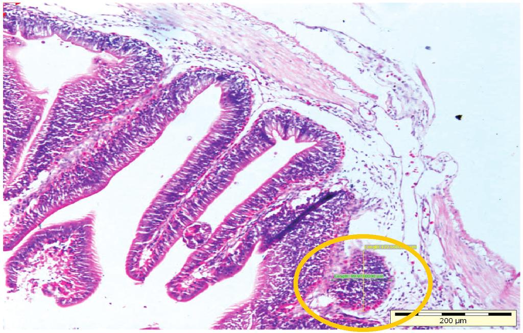The Effects of Oral Vaccination of Streptococcus agalactiae on Stimulating Gut-associated Lymphoid Tissues Fig. 2: A cross-section of the gut of fish from Group 1.