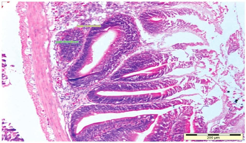 The aggregation of lymphoid cells or GALT formed in the lamina propria is marked in yellow circle (HE 200) Gut is one of the organs of the mucosal immune system organ and it is the site where there