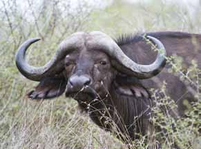Packages Packages Prices 7 Day Sable Safari 10 250 7 Day Buffalo & Sable or Roan Antelope Safari 19 100 7 Day Plains Game Package A 6 860 7 Day Beginners 5 970 7 Day Plains Game