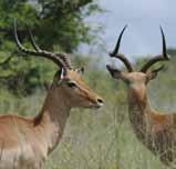 game Selection Blesbuck Kudu Blesbuck favour areas where there are wide open plains.