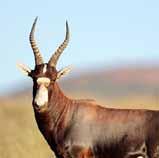 Blue Wildebeest Giant Oryx The Blue Wildebeest, or brindled gnu, as he is otherwise known as one of
