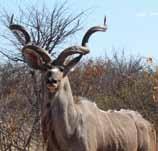They occur in abundance in the thorn veld regions of South Africa and are popular trophy animals.