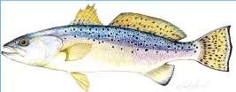 Spotted Seatrout