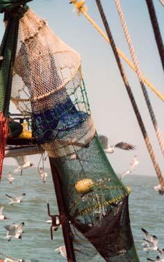 assessments Bycatch Reduction