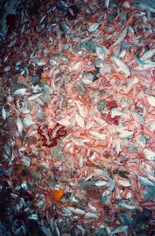 Shrimp Trawl Bycatch Observer Program (cont.