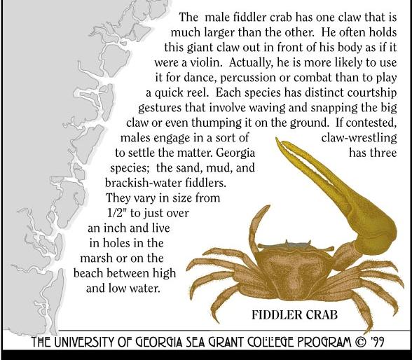 Fiddler Crab If they lose their large claw, the smaller one
