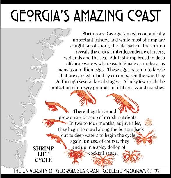 Shrimp Life Cycle Edible shrimp found on the South Carolina coast include white, pink, brown and rock shrimp.