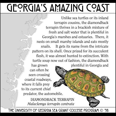 Diamondback Terrapin The only turtle that lives exclusively in brackish waters.