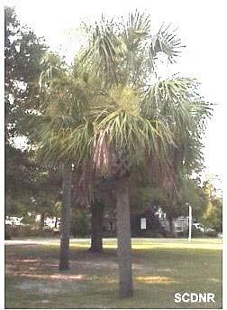Sabal Palmetto Amazing Facts: Is South Carolina s state tree.