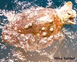 Loggerhead Sea Turtle Amazing Facts: Is South Carolina s state