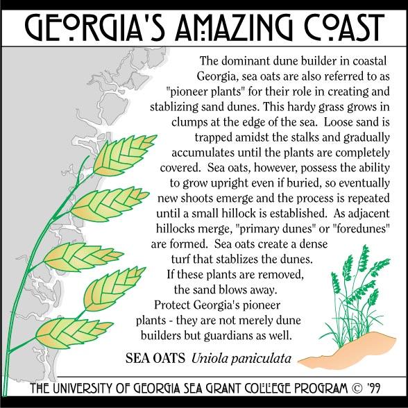 Sea Oats Survives high temperatures, drought, sea water, salt spray, strong winds, storms &