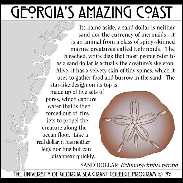 Sand Dollar They are reddish-brown to purple when alive. Live on sandy bottoms, burrow for protection.