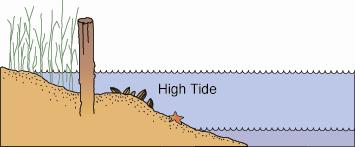 Tides Tides are caused by the moon s gravitational pull on the earth s ocean. Our rich salt marshes thrive where huge volumes of salt and fresh water mingle.