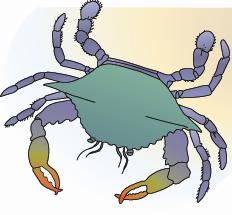 Blue Crab Like other members of the Decapods order, it has five pairs of legs. The first pair is a set of powerful claws, and the last is flattened into a paddlelike shape for swimming.