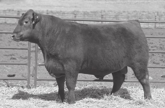 We have utilized Camp 1A bulls in our program for some time and have witnessed the strong benefits of these top genetics.