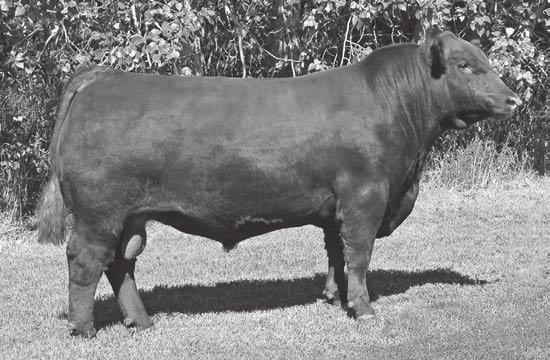 3154 EPD 7-1.3 43 64 21 42 A top All Around bul. Powerful pedigree, top numbers.