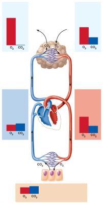 18 Oxygenation of blood in the pulmonary capillaries at rest. 150 100 50 40 P O2 104 mm Hg 0 0 0.25 0.50 0.