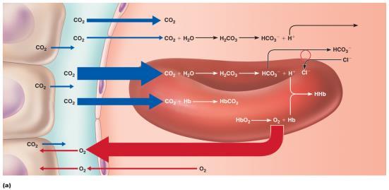 Factors that Increase Release of O 2 by Hemoglobin As cells metabolize glucose and use O 2 Pco 2 and H + increase in capillary blood Declining blood ph and increasing Pco 2 Bohr effect - Hb-O 2 bond