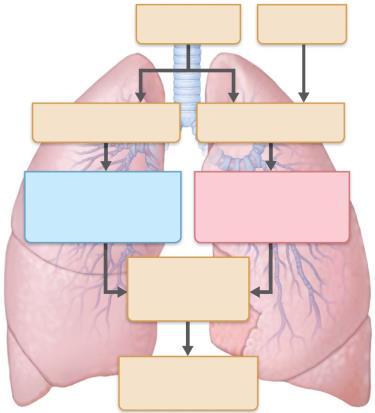 Figure 22.27 The pathogenesis of COPD.