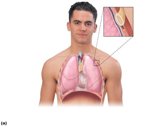 Lungs Apex-superior tip; deep to clavicle Base-inferior surface; rests on diaphragm Hilum-on mediastinal surface; site for entry/exit of blood vessels, bronchi, lymphatic vessels, and nerves Left