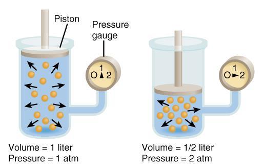 Boyle s Law o Differences in pressure caused by changes in lung volume force air in and out.