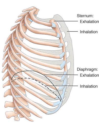 requires muscular activity and chest size changes o Contraction of the diaphragm flattens the dome