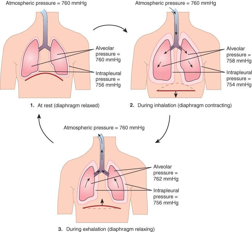 o Pressure changes: Created by contraction and relaxation of respiratory muscles.