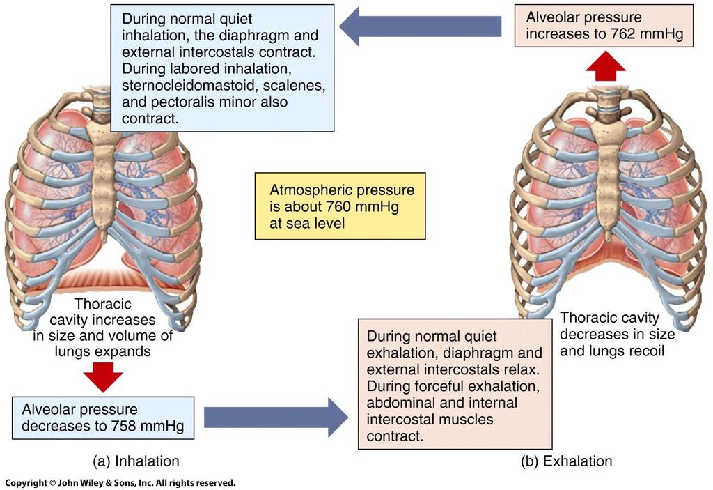 Summary of events of inhalation and exhalation