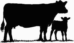 Beef Cattle Entry Form Patrick County Youth Livestock Show Exhibition April 29, 2017 Entries due by March 24, 2017 1. Use ONE entry form per exhibitor per division. 2. Please complete all information.