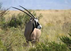 If the holder of an oryx authorization or license chooses to hunt on White Sands Missile Range (WSMR), they must contact the New Mexico Department of Game and Fish two weeks in advance of proposed
