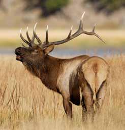 RMEF and the Pennsylvania Game Commission have a long and productive partnership in stewarding elk habitat in the Keystone State as well as enhancing conservation education.