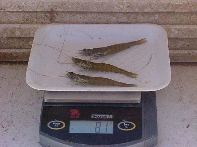 Results Shrimp Growth. 3 2.5 Weight (g) 2 1.5 1.