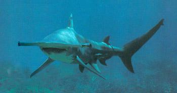 Hammerhead sharks (Final draft). C. vg. (http://pages.eidosnet.co.uk/~imageworld/index.htm?greathammer.