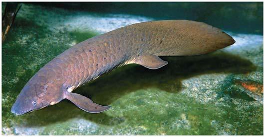 strong pectoral and pelvic fins for walking Lungfishes can gulp air;