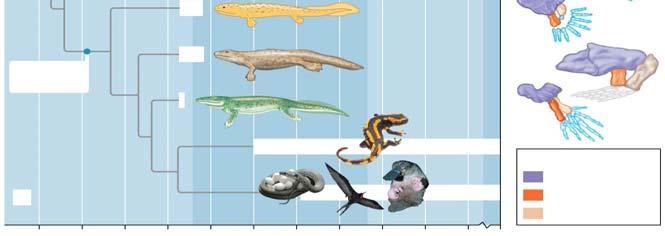 lungfish to land animals Devonian
