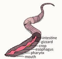 Digestive System Earthworms are bulk feeders They ingest large quantities of soil Its stored in the crop Its crushed in the gizzard
