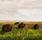 Time now to explore the legendary Yellowstone National Park, with visits to the Lamar