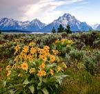 Day 9, 10 and 11 are dedicated to Wyoming s national parks, Yellowstone and Grant Teton,