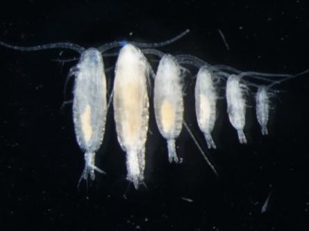 Qualitative sampling Classify organisms by size: small, medium, large zooplankton, euphausiids In each sample classify dominance of