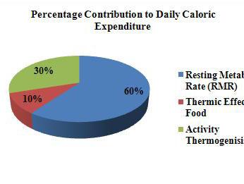 60% of your daily calories goes toward your Basal Metabolic Rate