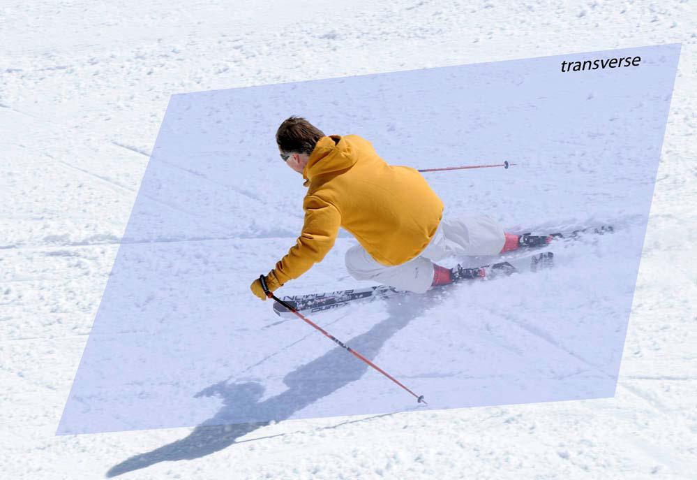 Transverse Plane Divides the skier s body