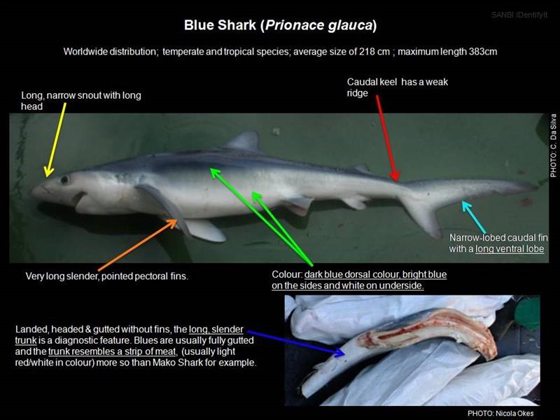 Blue Shark Identification Copy