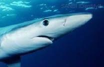 On average, Blue sharks reach maturity after 5 years at a total length of roughly 218cm.