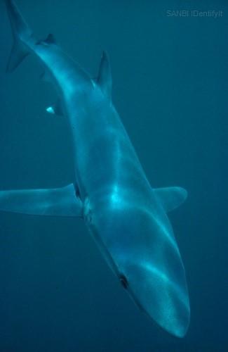 Blue Shark Photo: Shane Anderson / U.S. NOAA Photographer: Shane Anderson / U.