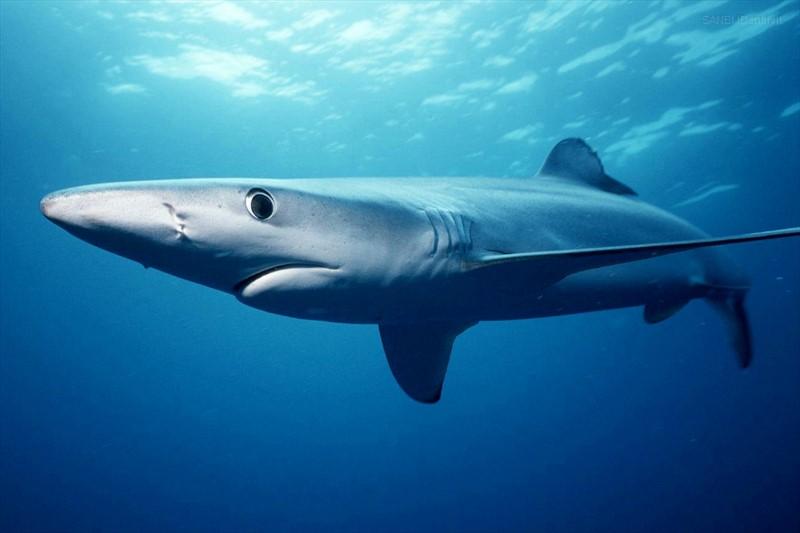Blue Shark Photo: Mark Conlin / NOAA Photographer: Mark