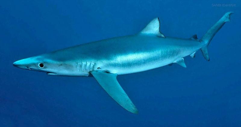 Blue Shark Photo: Shane Anderson / U.S. NOAA Photographer: Shane Anderson / U.