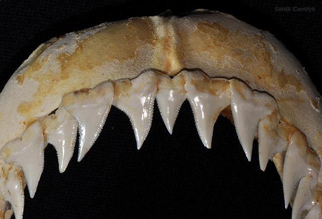 Blue Shark upper teeth Photo: D.