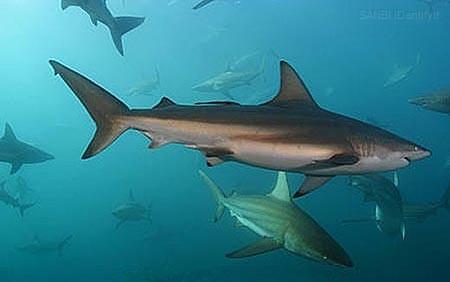 Shark fins need to be landed with their trunks, with the fins not exceeding 5% of the weight of the trunk on foreign vessels according to ICCAT and IOTC, but 8% on SA vessels.