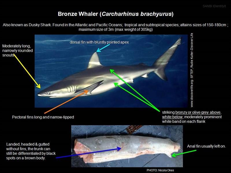 Bronze Whaler Identification Copyright/Website: TRAFFIC