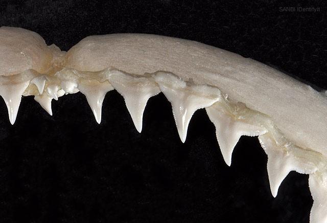 Bronze Whaler upper teeth Photo: D. Ross Robertson Photographer: D.